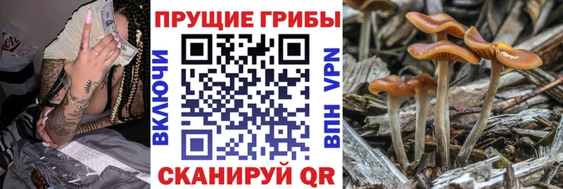 купить наркотик  Нерюнгри  omg зеркало  Псилоцибиновые грибы Cubensis 